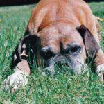 Chien couché dans l'herbe